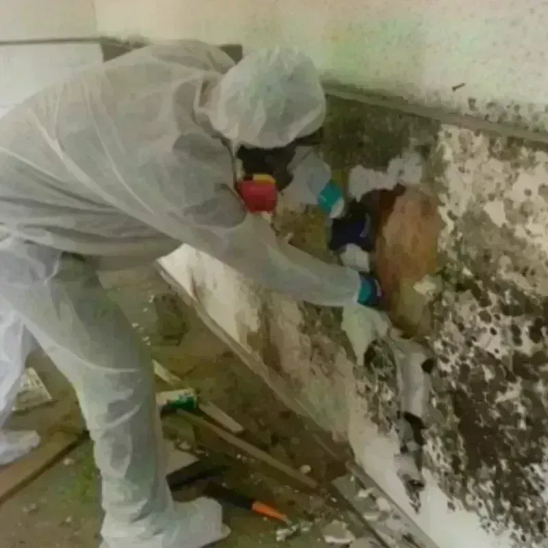 Mold Remediation and Removal in Air Force Academy, CO